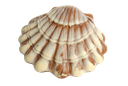Schokoladen-Jakobsmuschel gefüllt mit Pralinen geschlossen